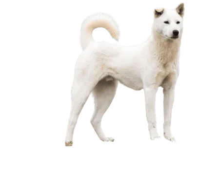 Korea Jindo Dog