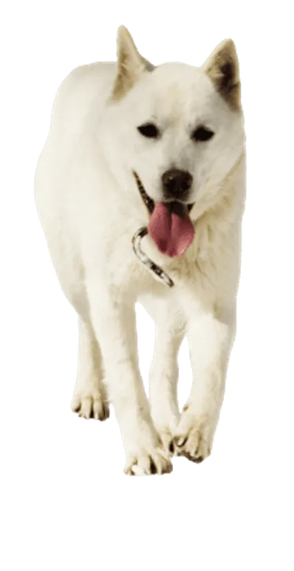 Korea Jindo Dog