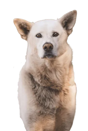 Korea Jindo Dog