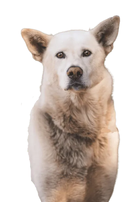 Bild für Korea Jindo Dog