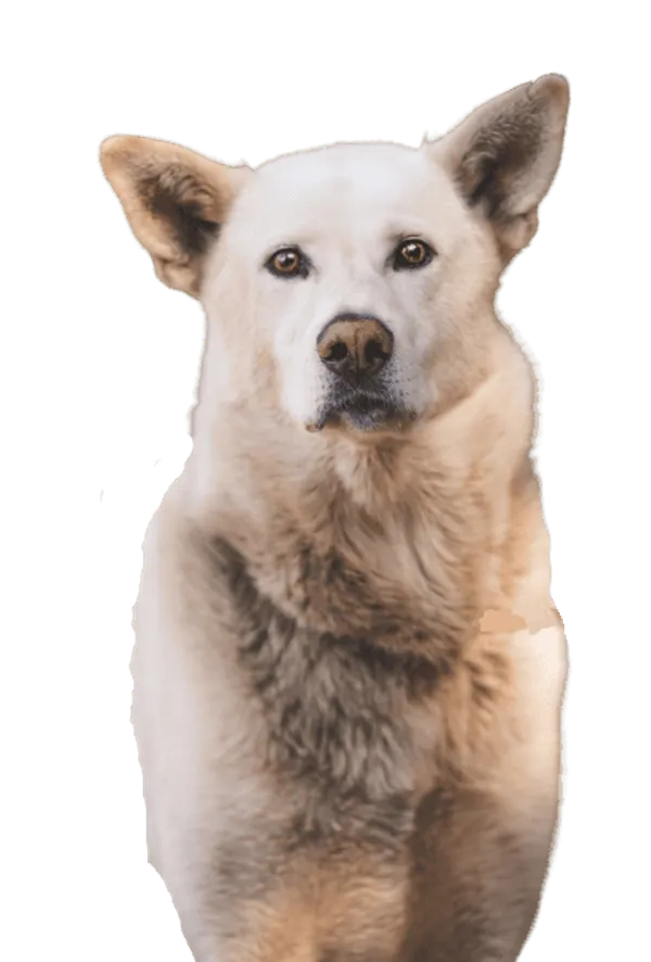 Korea Jindo Dog Bild