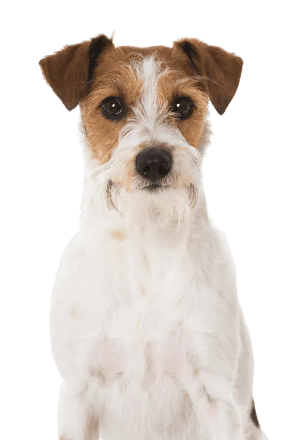 Kromfohrländer Bild