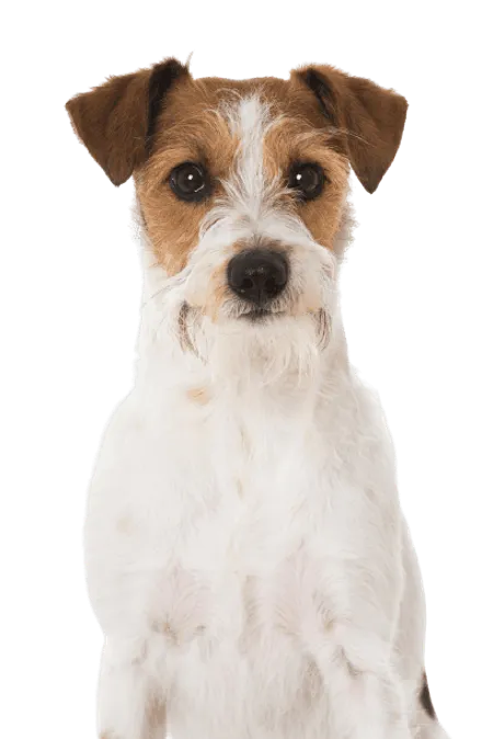 Bild für Kromfohrländer