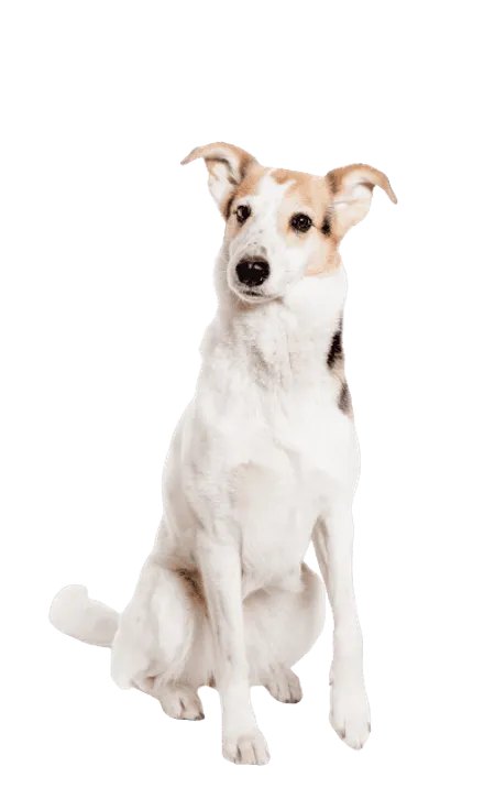 Bild für Kurzhaarcollie