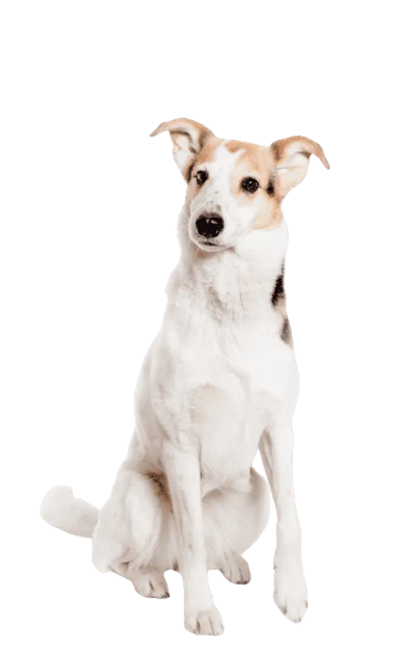 Kurzhaarcollie Bild