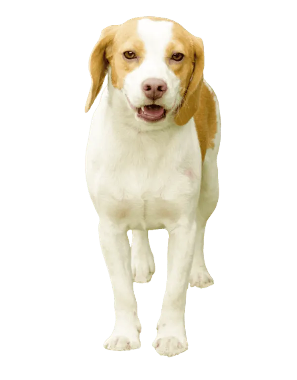 Kurzhaarige Istrianer Bracke Bild