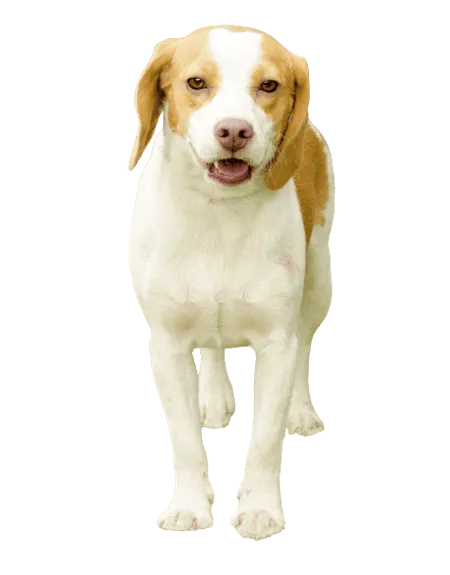 Bild für Kurzhaarige Istrianer Bracke