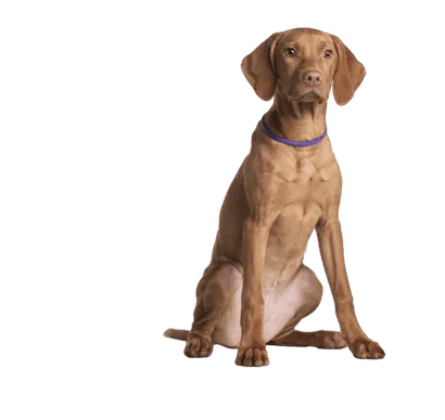 Kurzhaariger Ungarischer Vorstehhund