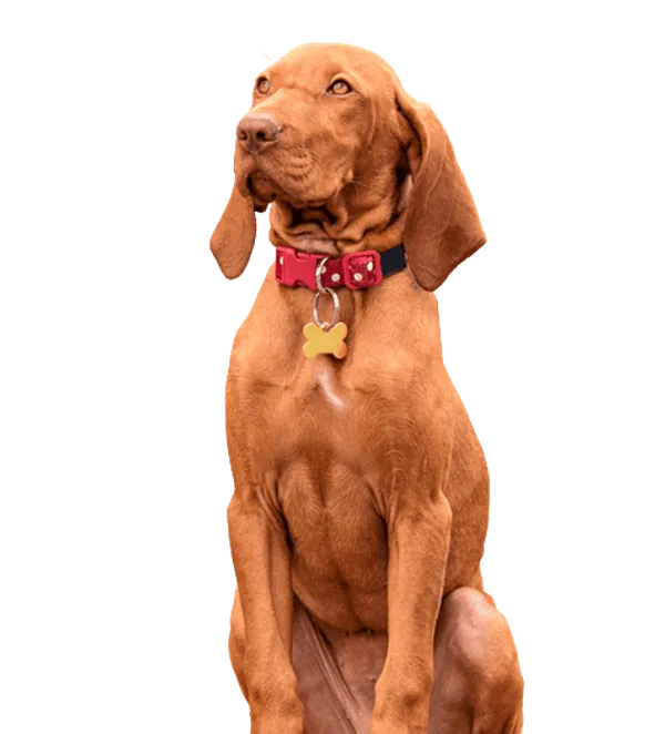 Kurzhaariger Ungarischer Vorstehhund Bild