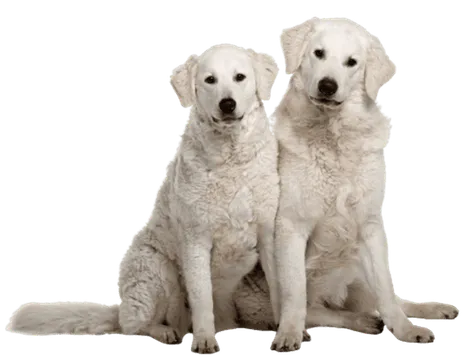Kuvasz