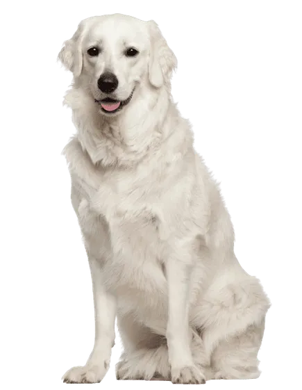 Kuvasz