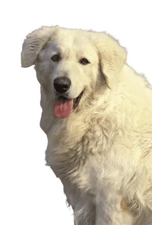 Kuvasz