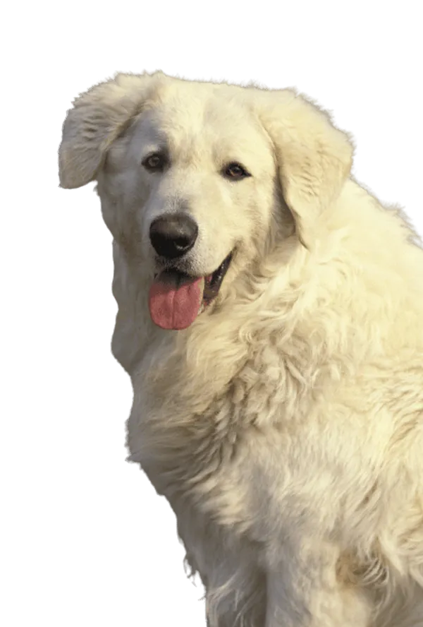 Kuvasz Bild