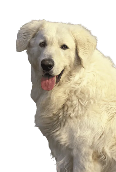 Bild für Kuvasz