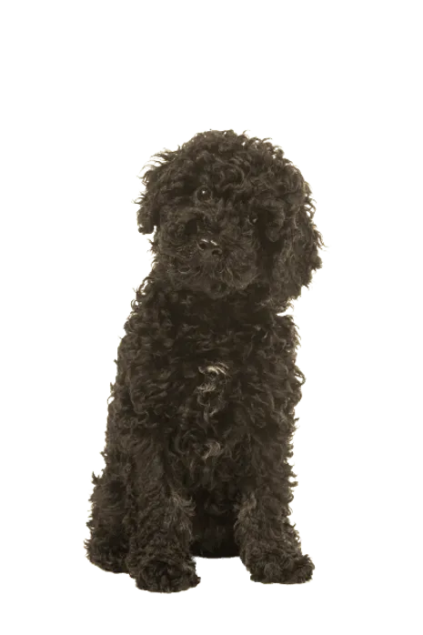 Labradoodle (1)