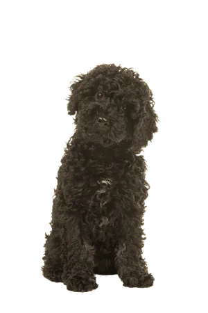 Labradoodle (1)