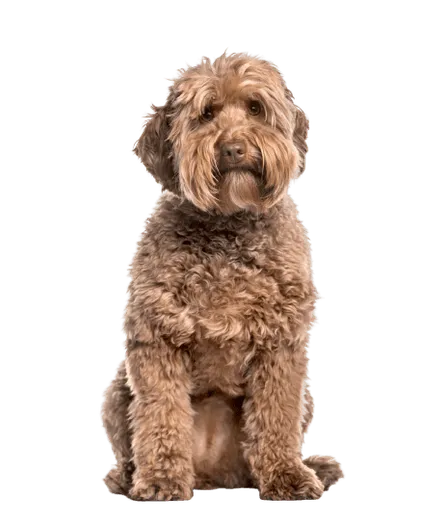 Labradoodle (2)