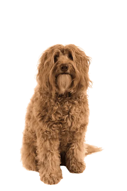 Labradoodle (4)