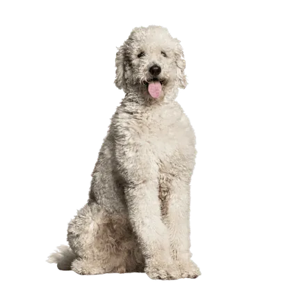 Labradoodle (3)