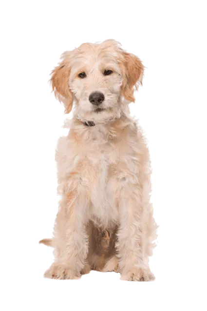 Labradoodle (5)