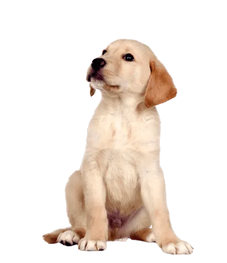 Labrador Retriever Puppy