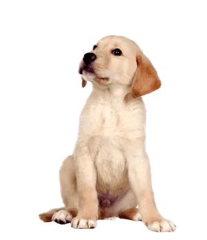 Labrador Retriever Puppy