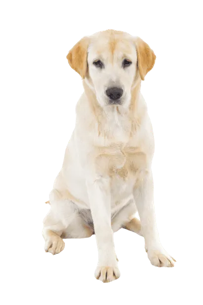 Labrador Retriever Adult