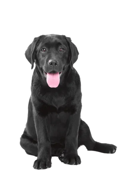 Labrador Retriever (3)