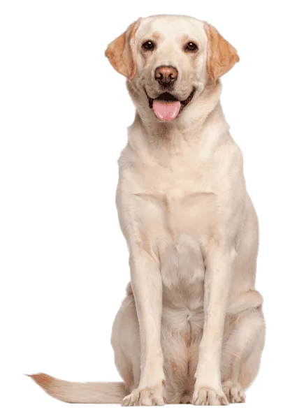 Labrador Retriever 7