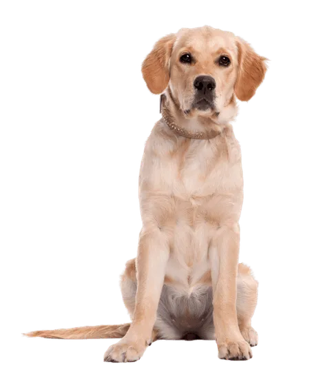 Bild für Labrador Retriever