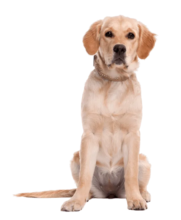 Labrador Retriever Bild