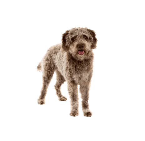 Lagotto Romagnolo (2)