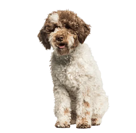 Lagotto Romagnolo (1)