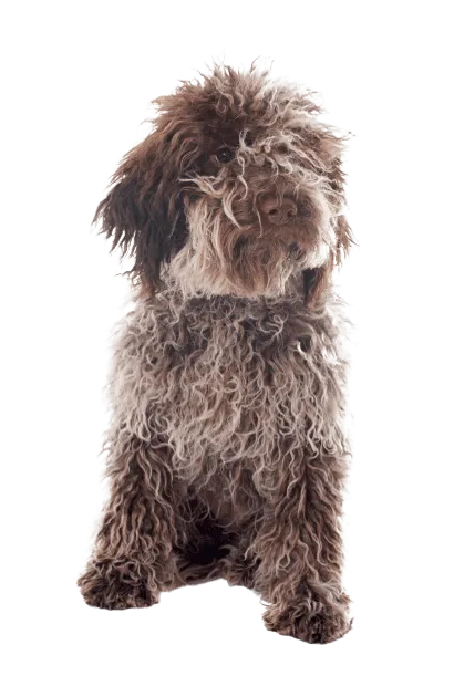 Lagotto Romagnolo (3)