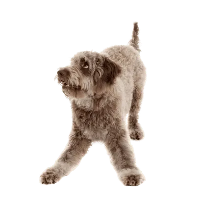 Lagotto Romagnolo (5)