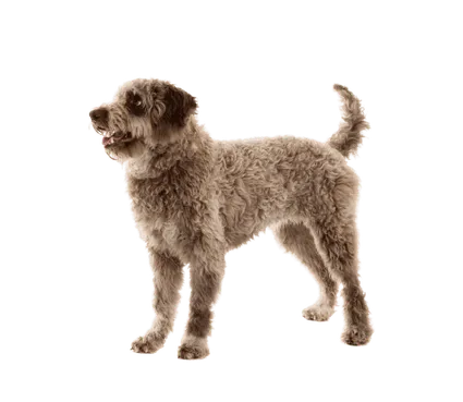 Lagotto Romagnolo (6)