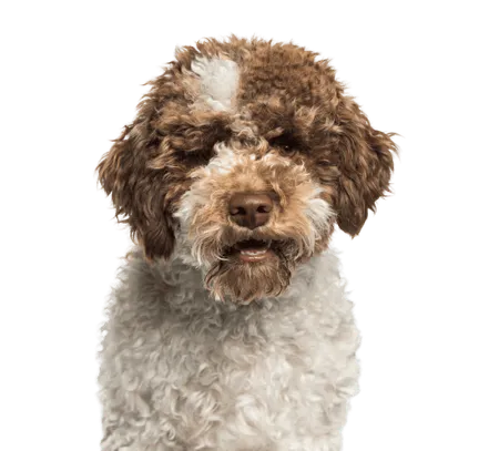 Bild für Lagotto Romagnolo