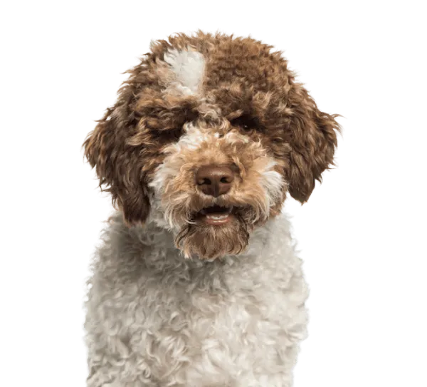 Lagotto Romagnolo Bild