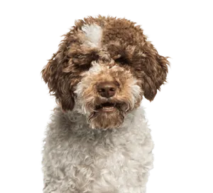 Lagotto Romagnolo