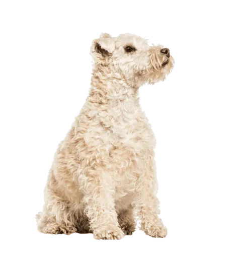 Lakeland Terrier