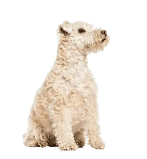 Lakeland Terrier