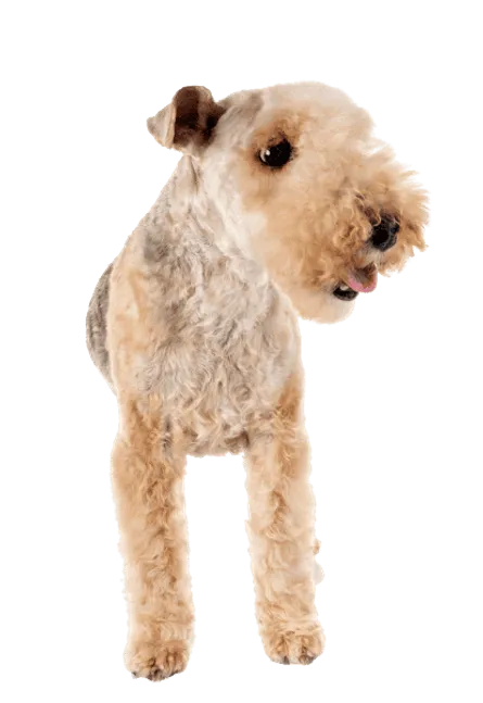Lakeland Terrier