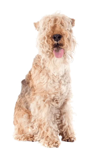 Lakeland Terrier