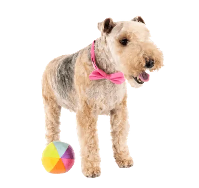 Lakeland Terrier