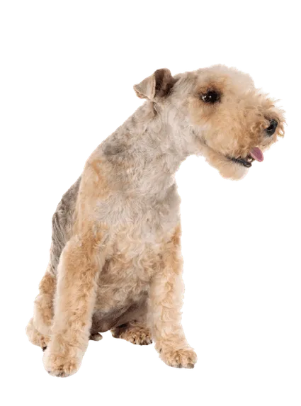 Lakeland Terrier