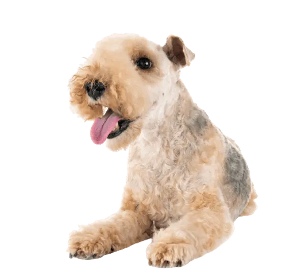 Lakeland Terrier Bild