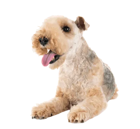 Bild für Lakeland Terrier