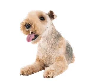 Lakeland Terrier