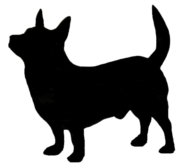 Lancashire Heeler Bild