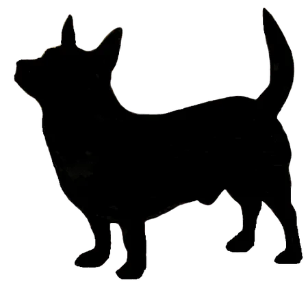 Bild für Lancashire Heeler